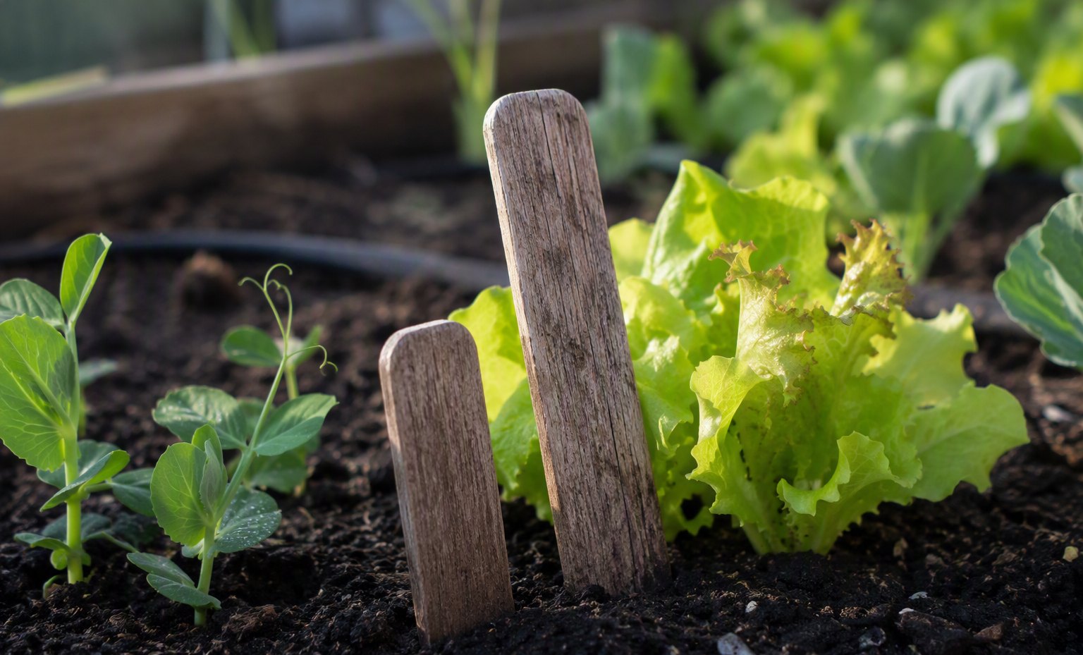 Weathered timber plant markers beside lettuce and pea seedlings